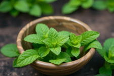 Мята: как получить пользу и не навредить себе