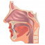 Анатомическое строение гортани