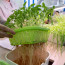 Гидропоника: инновационная система выращивания растений без почвы