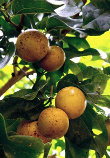 Кабарга: неуловимый красавец нашей природы