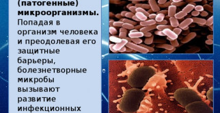 Ureaplasma parvum у мужчин: что это и почему важно знать