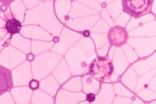 Мазок на флору: понятный разбор — зачем нужен, как готовиться и что значат результаты