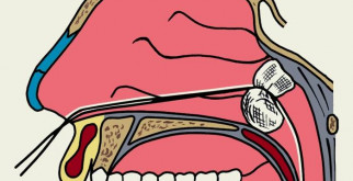 В мире насекомоядных: удивительные существа, более чем просто хищники