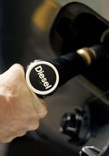 Соболь домашний: очарование и загадка пушистого друга