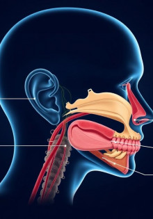 Анатомия ЛОР-органов: строение уха, горла и носа