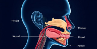 Анатомия ЛОР-органов: строение уха, горла и носа