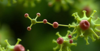 Антимюллеров гормон (АМГ): основные сведения