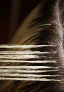 Орел беркут: король небес и его удивительная жизнь