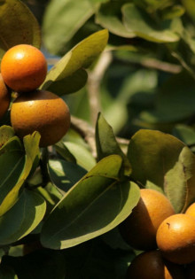 Остеохондропатия: что это такое и как с этим бороться