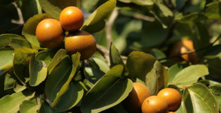 Что такое Чилибуха?