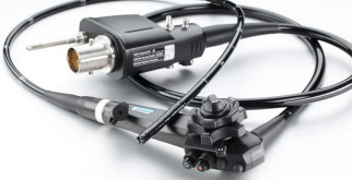 Сколько весит лев: величественный царственный хищник