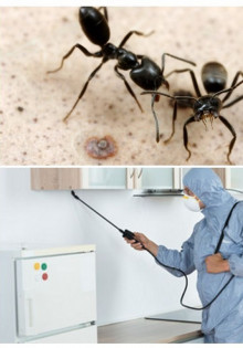 Вес лося: удивительные факты о гигантах леса