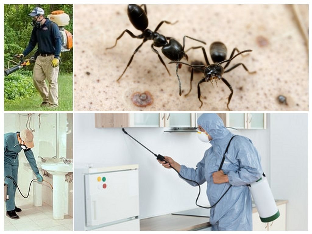 Когда необходима дезинфекция от муравьёв?