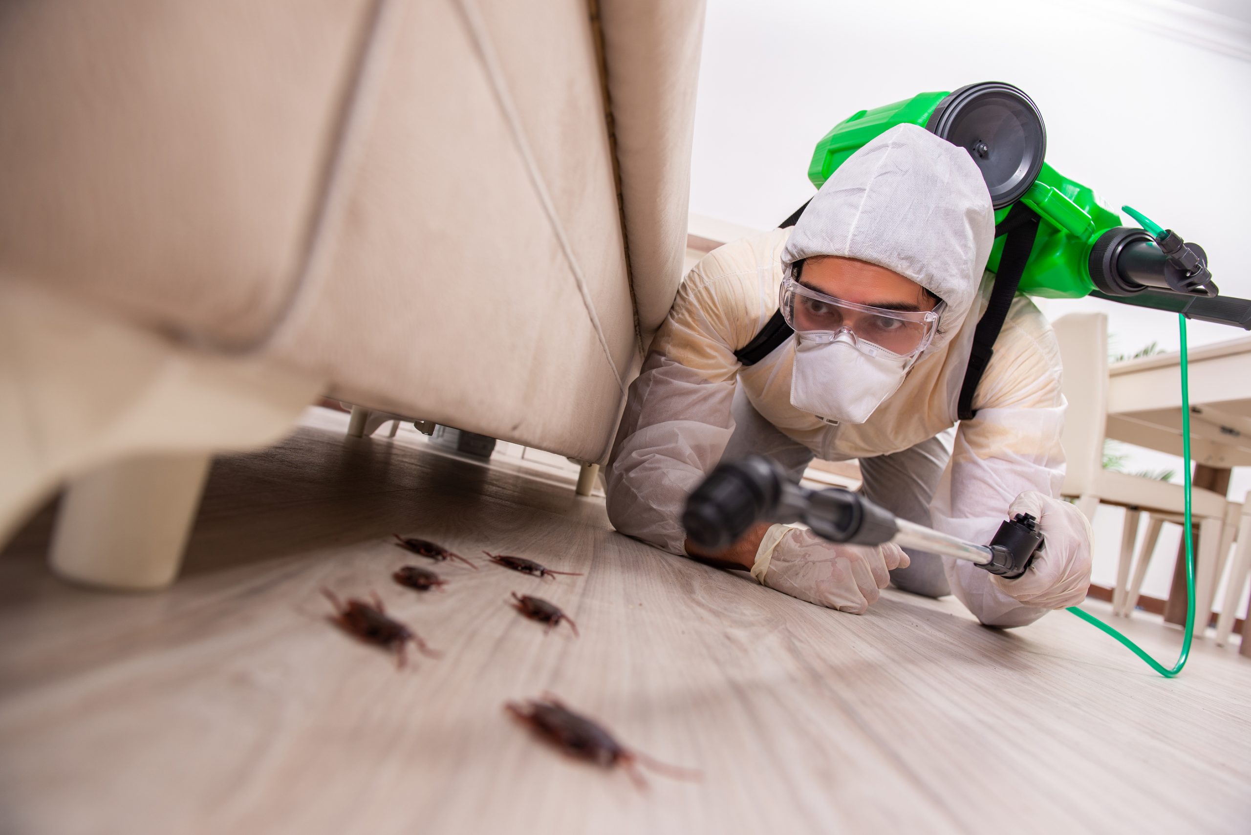 Услуги дезинсекции: сохраните свой дом от опасных насекомых